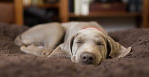 do dogs dream about their owners