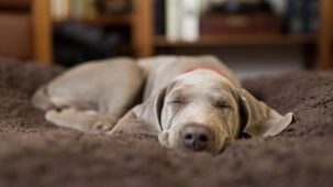 #NAME Do dogs dream about their owners?