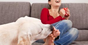 Why does my dog lick my legs?