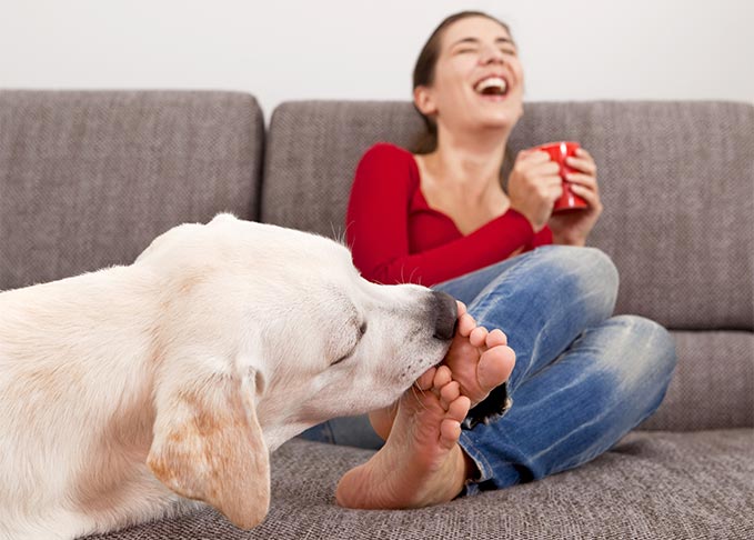 Why does my dog lick my legs?