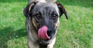 Why does my dog lick my wounds?