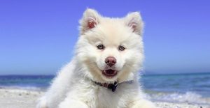 what animal has the cleanest mouth