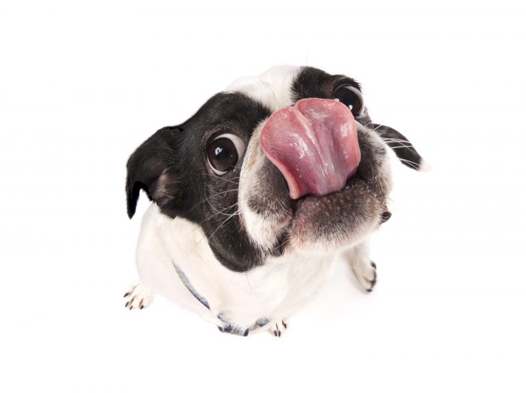 How do I get my dog to stop licking me?