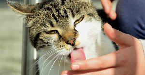 Why does my cat lick my hand