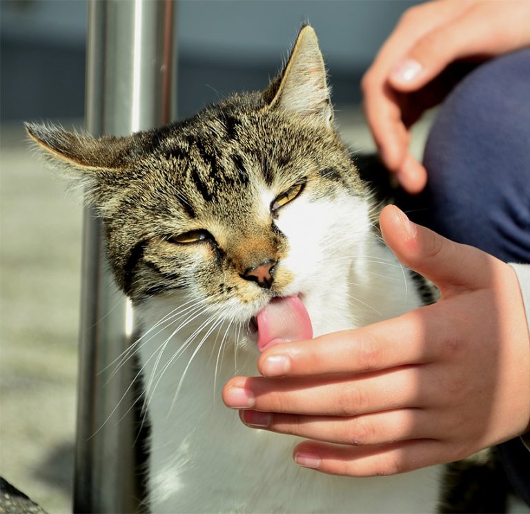 Why does my cat lick my hand?