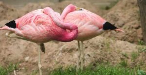 Which animals sleep standing up