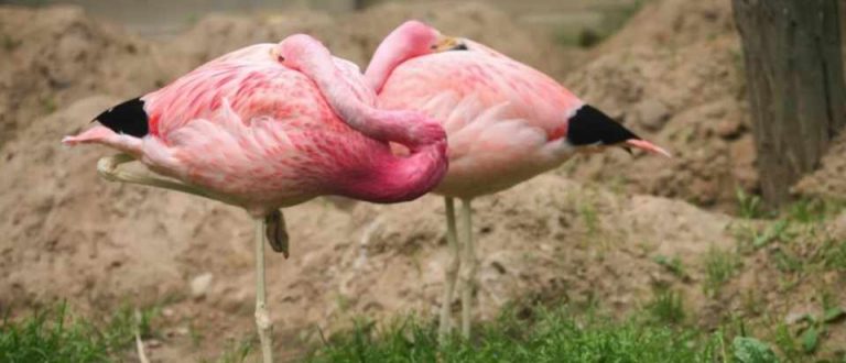 Which animals sleep standing up?