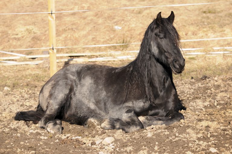 Why do horses lie down? Horses lying down explained