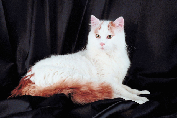 Why does my cat watch me sleep?