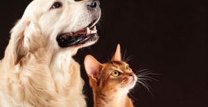 why does my cat lick my dog
