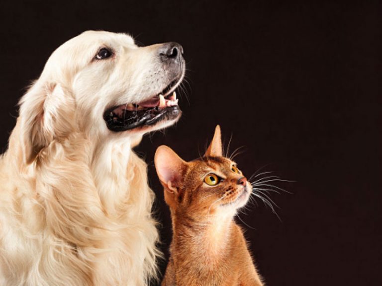 Why does my cat lick my dog?