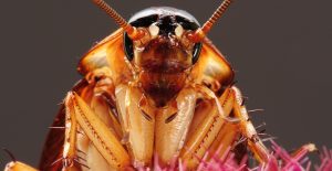 Can cockroaches kill you
