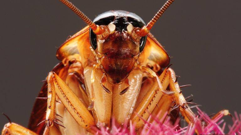 Can cockroaches kill you?