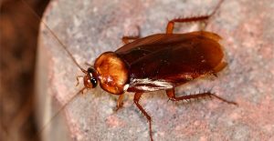 What do cockroaches do?