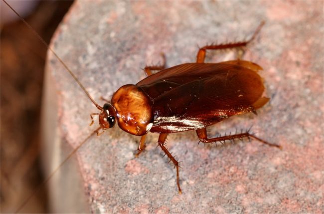 What do cockroaches do 650x429 What do cockroaches do? Plus Facts about Cockroaches