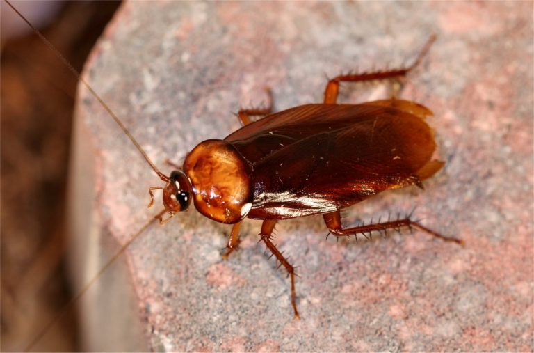 What do cockroaches do? Plus Facts about Cockroaches