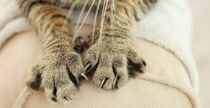 Why do cats knead blankets
