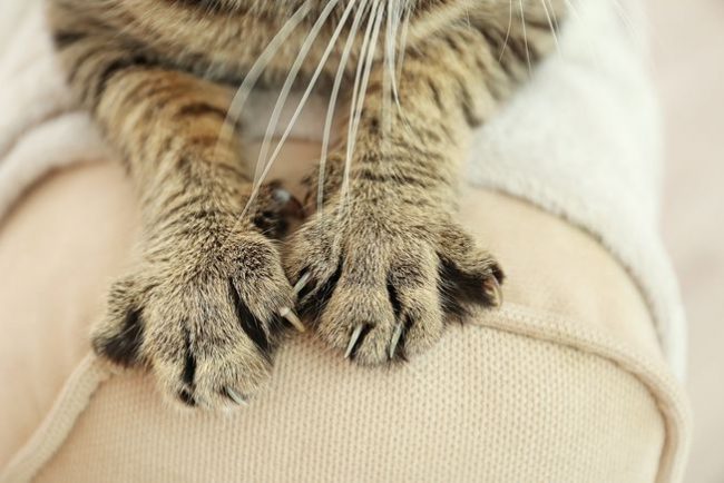 Why do cats knead blankets 650x434 Why do cats knead blankets?