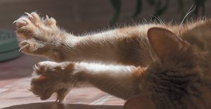 Why do kittens knead