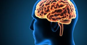 Does brain size correlate to intelligence