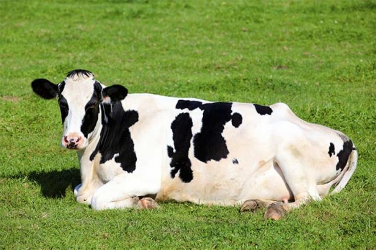 Why do cows lie down?