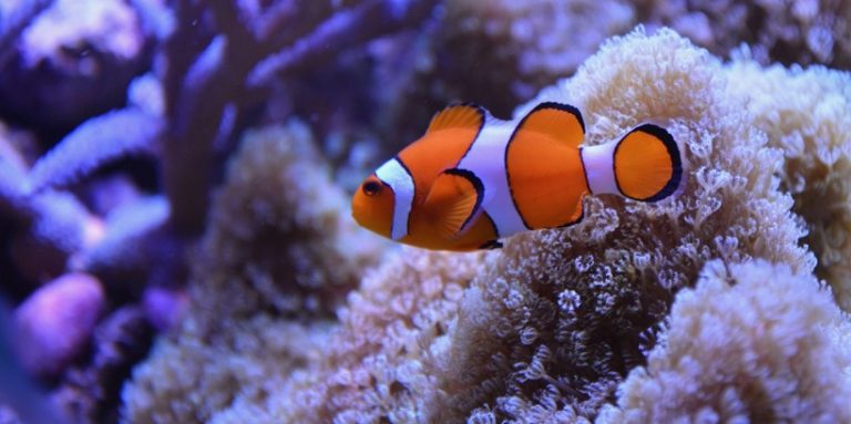 What kind of fish is Nemo in Finding Nemo?