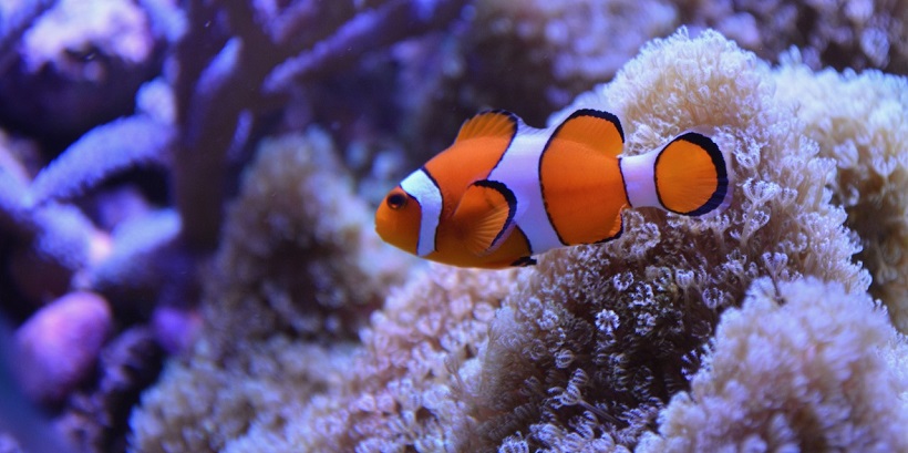 #NAME What kind of fish is Nemo in Finding Nemo?