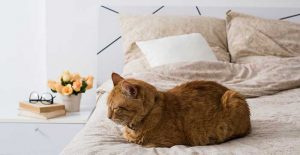 Why do cats sleep at the foot of the bed