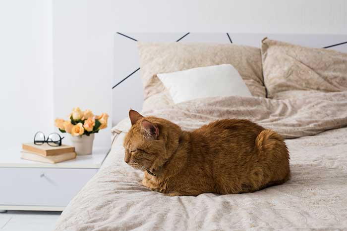 #NAME Why do cats sleep at the foot of the bed?