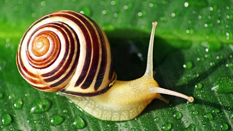 Are snails born with shells?