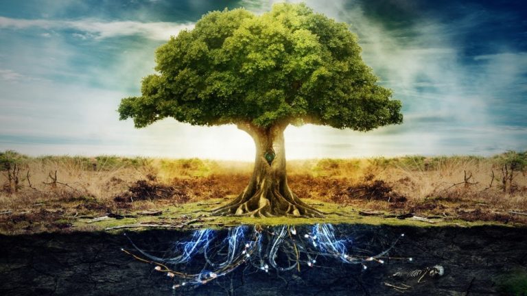 Can plants get cancer?