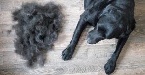 What's the difference between hair and fur