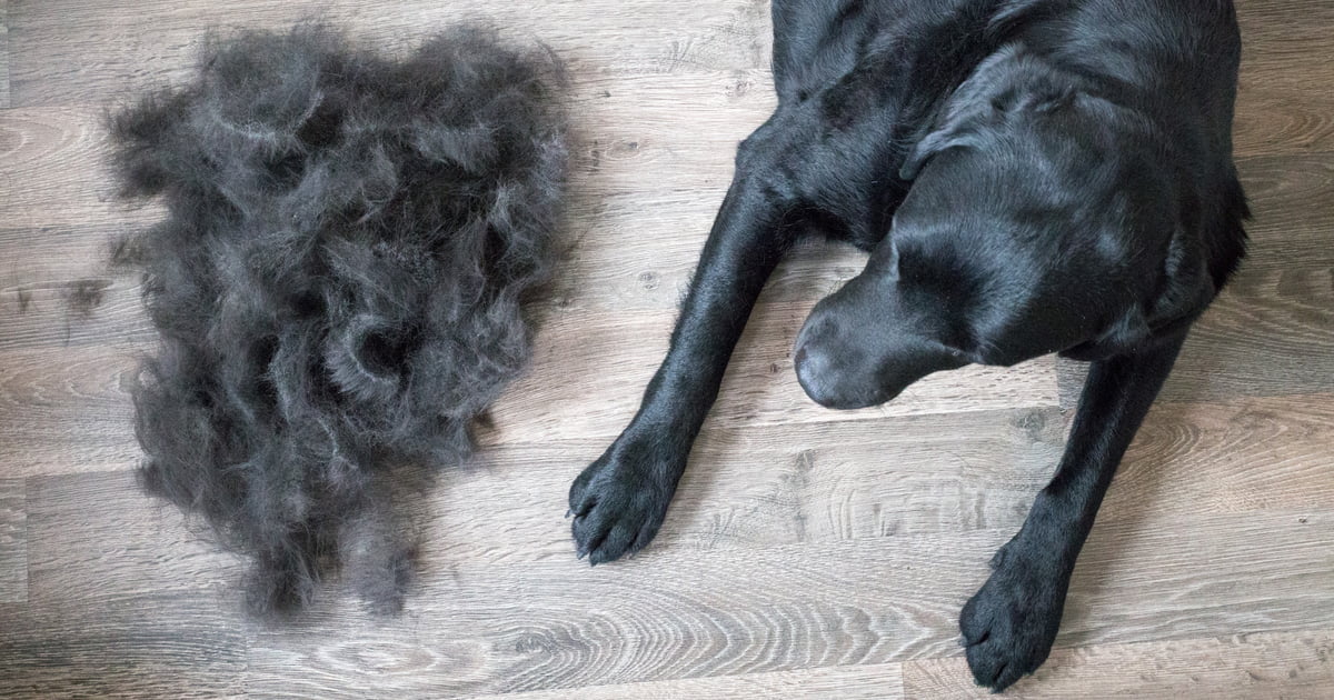 #NAME Whats the difference between hair and fur?