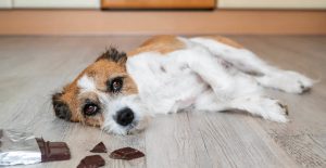 Why can't dogs eat chocolate?