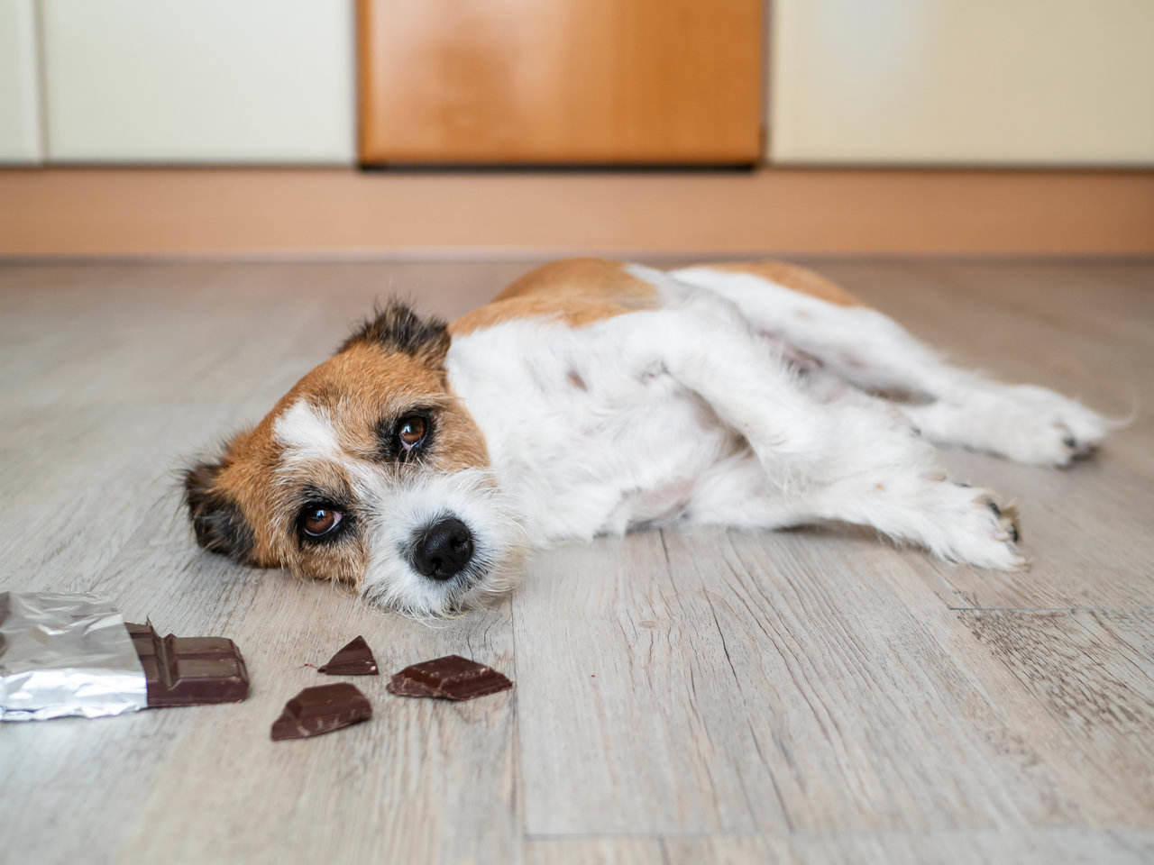 #NAME Why cant dogs eat chocolate? Why is it bad for them?