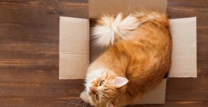 Why do cats like boxes