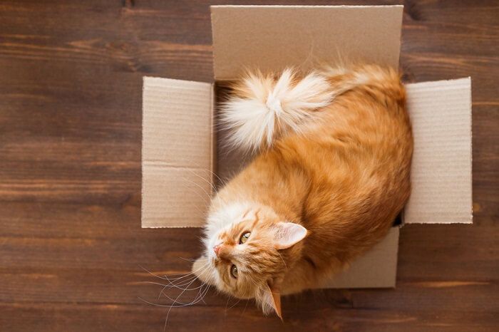 #NAME Why do cats like boxes? Six Reasons!