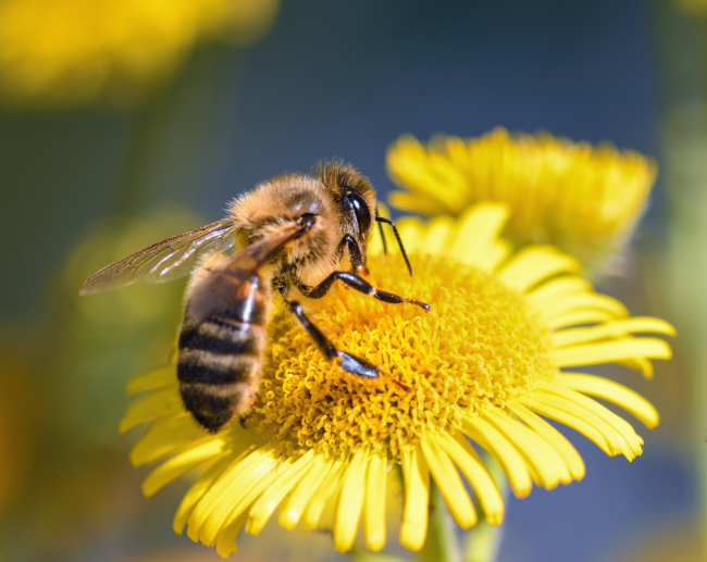 #NAME Why Do Bees Die After Stinging?